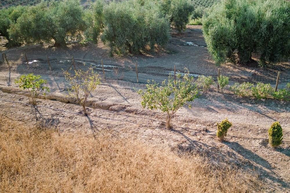 Venta finca en Archidona ( Málaga)