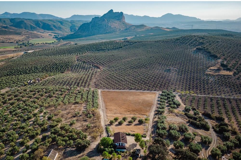 Venta finca en Archidona ( Málaga)